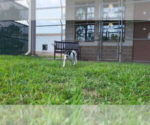Chihuahua Dogs for adoption in Springfield, MA, USA