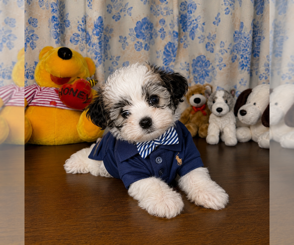 Medium Photo #12 Morkie Puppy For Sale in DURHAM, CT, USA