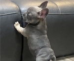 Small #2 French Bulldog