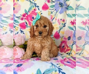 Cock-A-Poo Puppy for sale in BIRD IN HAND, PA, USA