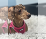 Small #4 Dachshund
