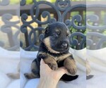 Small Photo #3 German Shepherd Dog Puppy For Sale in OJAI, CA, USA