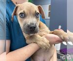 Small #1 Mutt