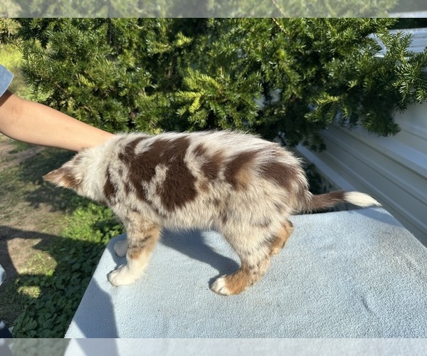 Medium Photo #6 Australian Shepherd Puppy For Sale in HYDEN, KY, USA