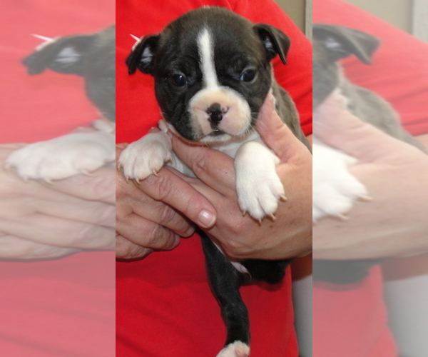 Medium Photo #4 Boston Terrier Puppy For Sale in CRKD RVR RNCH, OR, USA