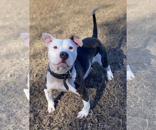 Medium Photo #4 Mutt Puppy For Sale in Virginia Beach, VA, USA