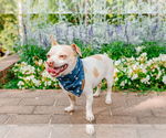 Small #11 Chihuahua Mix