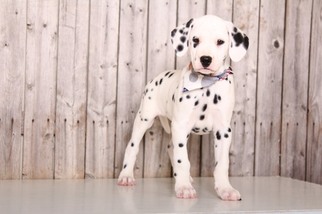 Dalmatian Puppy for sale in MOUNT VERNON, OH, USA