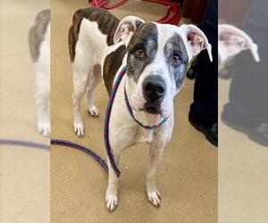 Great Dane-Unknown Mix Dogs for adoption in Derwood, MD, USA
