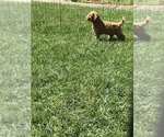 Small Photo #10 Labradoodle Puppy For Sale in CHICO, CA, USA