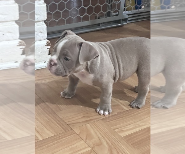 Medium Photo #2 American Bully Puppy For Sale in BOLINGBROOK, IL, USA