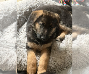 German Shepherd Dog Puppy for Sale in LAKE RIDGE, Virginia USA