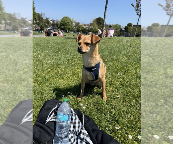 Medium Photo #2 Chug Puppy For Sale in Pacifica, CA, USA