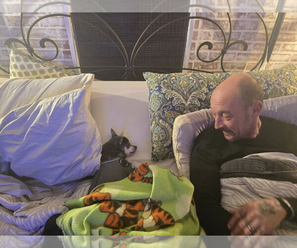 Medium Photo #5 Chihuahua Puppy For Sale in Gulfport, MI, USA