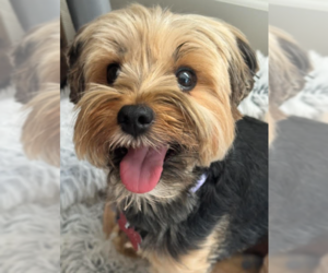 Mutt Dogs for adoption in San Diego, CA, USA