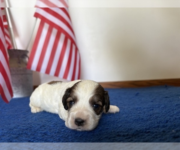 Medium Photo #5 Cavapoo Puppy For Sale in NEW LEXINGTON, OH, USA
