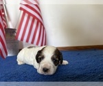 Small #4 Cavapoo