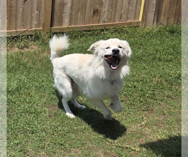Medium Photo #9 Great Pyrenees-Unknown Mix Puppy For Sale in Houston, TX, USA