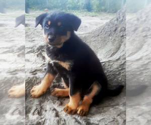 Rottweiler-Siberian Husky Mix Puppy for sale in WALTERBORO, SC, USA