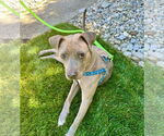 Small #8 American Pit Bull Terrier Mix