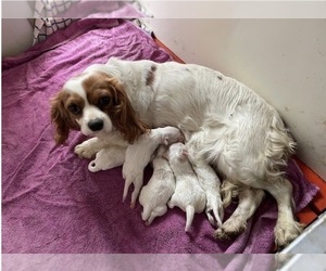 Mother of the Cavachon puppies born on 04/07/2026