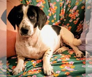 Doxle Dogs for adoption in Newfoundland, PA, USA