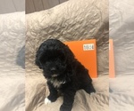 Small Photo #21 Portuguese Water Dog Puppy For Sale in STERLING, CO, USA