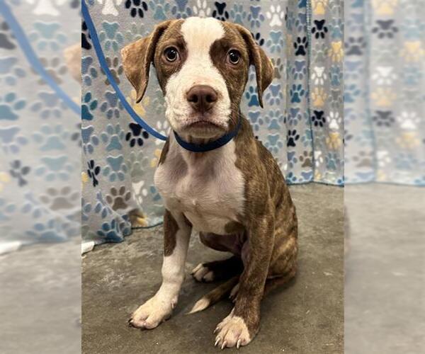 Medium Photo #1 Labrador Retriever-Unknown Mix Puppy For Sale in Rosenberg, TX, USA