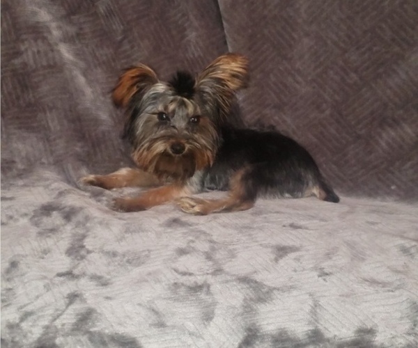 Medium Photo #7 Yorkshire Terrier Puppy For Sale in WINDYVILLE, MO, USA