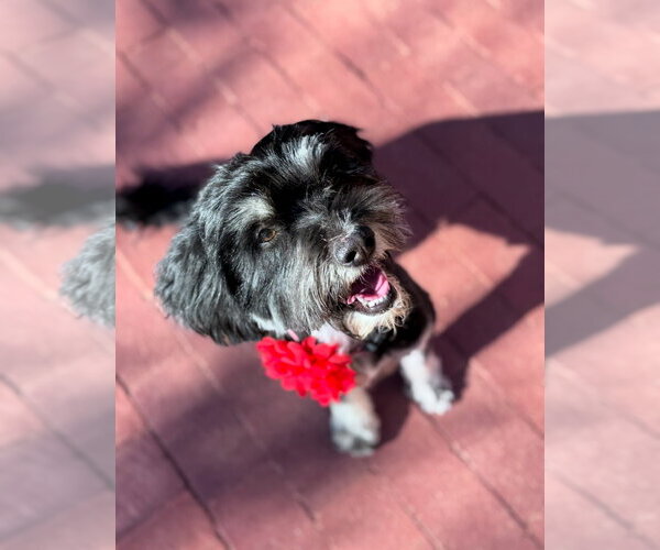 Medium Photo #2 Mutt Puppy For Sale in Grafton, WI, USA