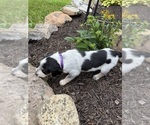 Small Photo #30 Bernedoodle-Bluetick Coonhound Mix Puppy For Sale in RINGTOWN, PA, USA