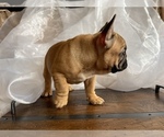 Small Photo #1 French Bulldog Puppy For Sale in POLSON, MT, USA