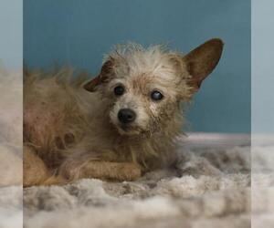 Mutt Dogs for adoption in San Antonio, TX, USA