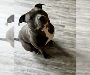 Father of the American Bully puppies born on 05/31/2025
