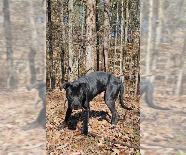 Medium Photo #1 Labrador Retriever-Unknown Mix Puppy For Sale in Woodbury, NY, USA