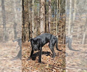 Labrador Retriever-Unknown Mix Dogs for adoption in Woodbury, NY, USA