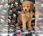 Small Photo #3 Goldendoodle-Poodle (Toy) Mix Puppy For Sale in CLARE, IL, USA