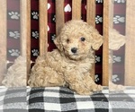 Small Photo #3 Poodle (Miniature) Puppy For Sale in DUNDEE, OH, USA