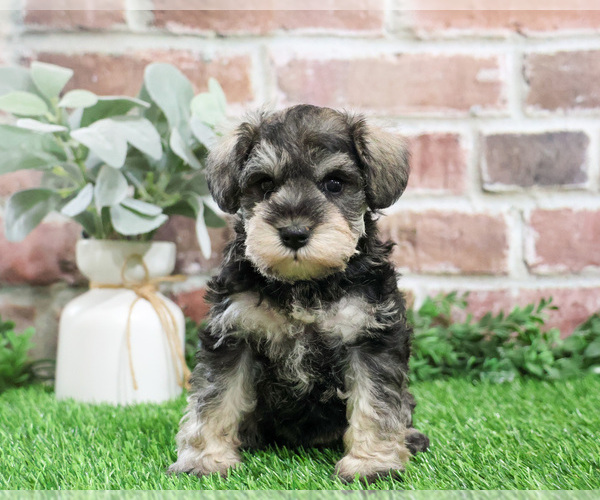 Medium Photo #7 Schnauzer (Miniature) Puppy For Sale in SYRACUSE, IN, USA