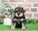 Small #6 Schnauzer (Miniature)
