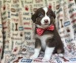 Small #7 Miniature Australian Shepherd
