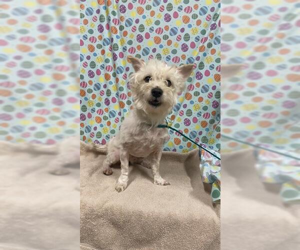 Medium Photo #1 Cairn Terrier Puppy For Sale in Modesto, CA, USA