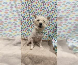 Cairn Terrier Dogs for adoption in Modesto, CA, USA