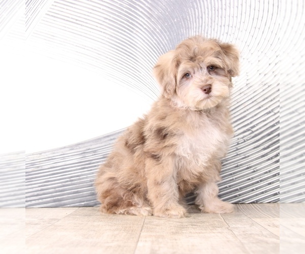Medium Photo #2 Poovanese Puppy For Sale in MOUNT VERNON, OH, USA