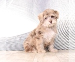 Small Photo #2 Poovanese Puppy For Sale in MOUNT VERNON, OH, USA