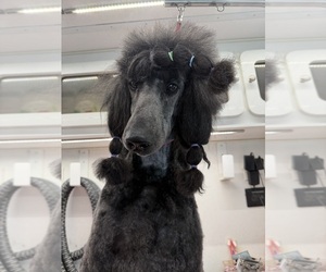 Father of the Poodle (Standard) puppies born on 07/21/2026