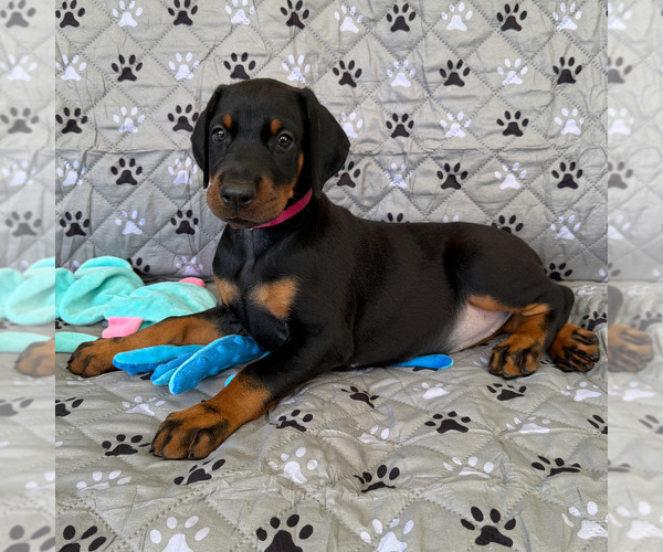 Medium Photo #3 Doberman Pinscher Puppy For Sale in LAKELAND, FL, USA