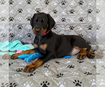 Small #2 Doberman Pinscher