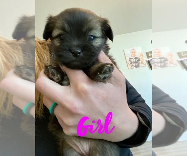 Medium Photo #8 Shiranian Puppy For Sale in FARR WEST, UT, USA