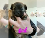 Small Photo #8 Shiranian Puppy For Sale in FARR WEST, UT, USA